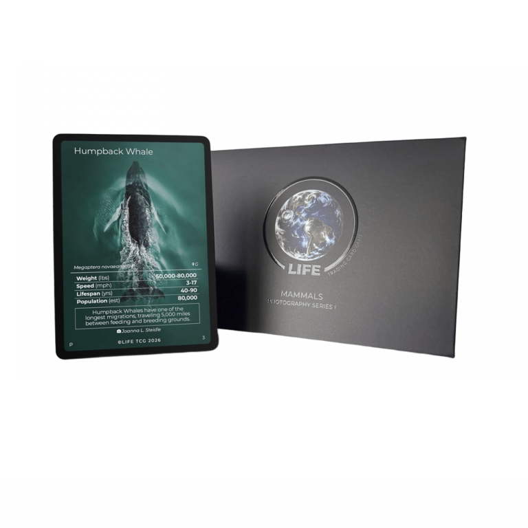 Life TCG - Humpback Whale Photography Card