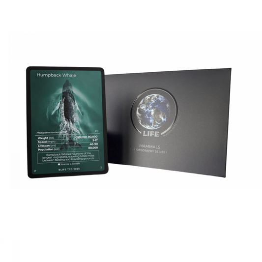 Life TCG - Humpback Whale Photography Card